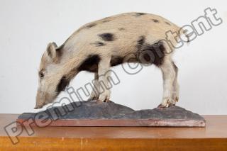 Pig body photo reference 0001